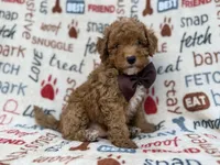 Adam, a male Cavapoo and Poodle - Miniature  for sale in Lakeland, FL – 9 of 9
