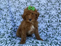 Ava, a female Cavapoo and Poodle - Miniature  for sale in Lakeland, FL – Photo 2 of 8