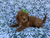 Ava, a female Cavapoo and Poodle - Miniature  for sale in Lakeland, FL – Photo 3 of 8