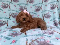 Remi, a female Cockapoo and Poodle - Miniature  for sale in Lakeland, FL – 5 of 8