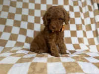 Mathew, a male Cockapoo and Poodle - Miniature  for sale in Lakeland, FL – 7 of 8