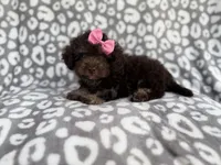 Sloan, a female Cockapoo for sale in Lakeland, FL – 4 of 10