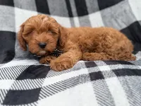Benny, a male Cavapoo for sale in Lakeland, FL – 4 of 9