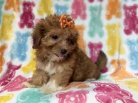 Bree, a female Yorkipoo for sale in Lakeland, FL – 2 of 10