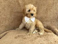 Crook, a male Cavapoo for sale in Lakeland, FL – 3 of 10