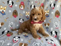 Chance, a male Cavapoo for sale in Lakeland, FL – 6 of 9