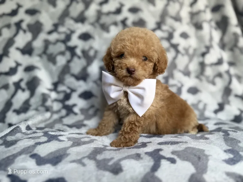 Freddy – Cockapoo, Poodle - Miniature  puppy for sale in Lakeland, FL