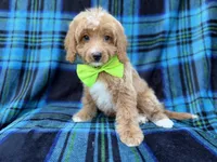 Astor, a male Cavapoo for sale in Lakeland, FL – 3 of 7