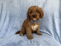 Bronx, a male Cavapoo for sale in Lakeland, FL – 5 of 7