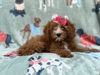 Buttercup , a female Cavapoo for sale in Lakeland, FL – 2 of 7