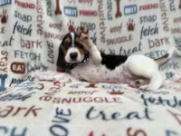 Waylon, a male Beagle for sale in Lakeland, FL – 6 of 9
