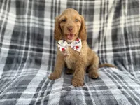 Trout, a male Cockapoo for sale in Lakeland, FL – 2 of 8