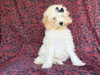 Olive, a female Cockapoo for sale in Lakeland, FL – 7 of 9