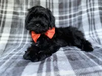 Zander, a male Shihpoo for sale in Lakeland, FL – 6 of 9
