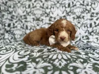 Mikey, a male Cockapoo and Poodle - Miniature  for sale in Lakeland, FL – 4 of 8