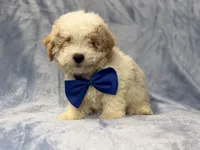 Hercules, a male Bichpoo for sale in Lakeland, FL – 2 of 9