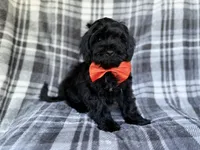 Zander, a male Shihpoo for sale in Lakeland, FL – 4 of 9