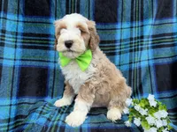 Yogi, a male Cockapoo and Poodle - Miniature  for sale in Lakeland, FL – Photo 7 of 7