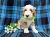 Yogi, a male Cockapoo and Poodle - Miniature  for sale in Lakeland, FL – Photo 3 of 7