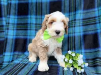 Yogi, a male Cockapoo and Poodle - Miniature  for sale in Lakeland, FL – Photo 6 of 7
