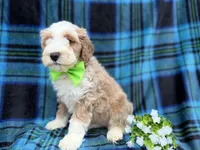 Yogi, a male Cockapoo and Poodle - Miniature  for sale in Lakeland, FL – Photo 4 of 7