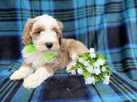 Yogi, a male Cockapoo and Poodle - Miniature  for sale in Lakeland, FL – Photo 1 of 7