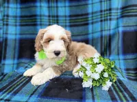 Yogi, a male Cockapoo and Poodle - Miniature  for sale in Lakeland, FL – Photo 5 of 7