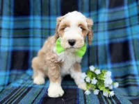 Yogi, a male Cockapoo and Poodle - Miniature  for sale in Lakeland, FL – Photo 2 of 7