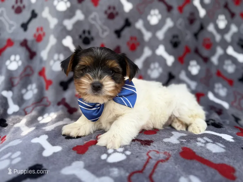 Tuck – Yorkshire Terrier puppy for sale in Lakeland, FL