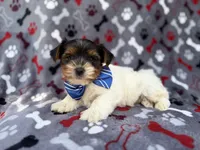 Tuck, a male Yorkshire Terrier for sale in Lakeland, FL – 1 of 8