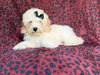 Olive, a female Cockapoo for sale in Lakeland, FL – 2 of 9
