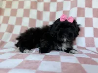 Zoey, a female Shihpoo for sale in Lakeland, FL – 3 of 8