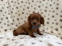 Dax, a male Cavapoo for sale in Lakeland, FL – 3 of 8