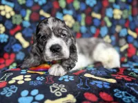 Hero, a male Cocker Spaniel for sale in Lakeland, FL – 4 of 8