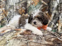Dagger, a male Shihpoo for sale in Lakeland, FL – 4 of 10