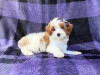 Sugar, a female Cavapoo for sale in Lakeland, FL – 2 of 8