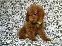 Prince, a male Cockapoo for sale in Lakeland, FL – 8 of 9