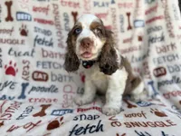 Tripp, a male Cocker Spaniel for sale in Lakeland, FL – 6 of 7