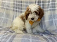 Sarge, a male Cavapoo for sale in Lakeland, FL – 5 of 10