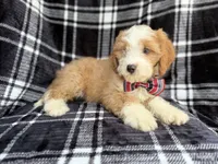 Cobra, a male Cavapoo for sale in Lakeland, FL – 5 of 8