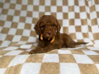 Mathew, a male Cockapoo and Poodle - Miniature  for sale in Lakeland, FL – 8 of 8