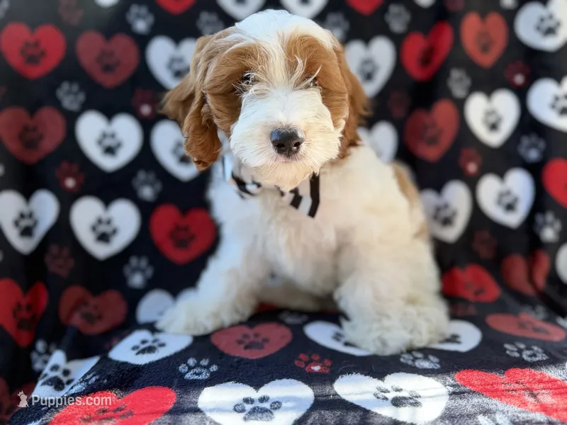 Talon – Cockapoo puppy for sale in Lakeland, FL
