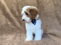Shadow, a male Cavapoo for sale in Lakeland, FL – 3 of 10