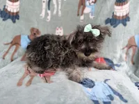 Piper, a female Miniature Schnauzer for sale in Lakeland, FL – 4 of 9