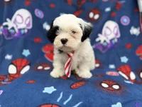 Sullivan, a male Shih Tzu and Shichon for sale in Lakeland, FL – 5 of 8