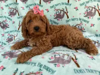 Blaire, a female Cavapoo for sale in Lakeland, FL – 6 of 8