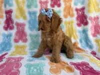 Truffles, a female Cockapoo for sale in Lakeland, FL – 7 of 8