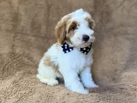 Shadow, a male Cavapoo for sale in Lakeland, FL – 8 of 10