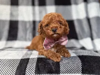 Scout, a male Miniature Goldendoodle for sale in Lakeland, FL – 6 of 8