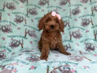 Remi, a female Cockapoo and Poodle - Miniature  for sale in Lakeland, FL – 8 of 8